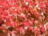 cm5big.jpg (78776 Byte)